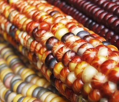 multi-colored-corn-kernals