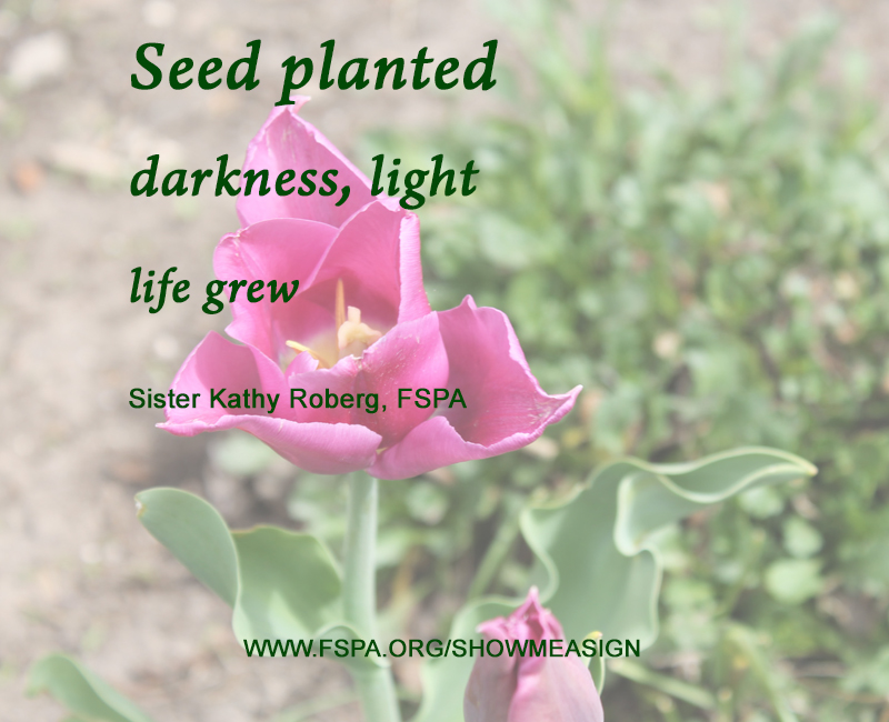 pink-flower-seed-planted-darkness-light-life-grew