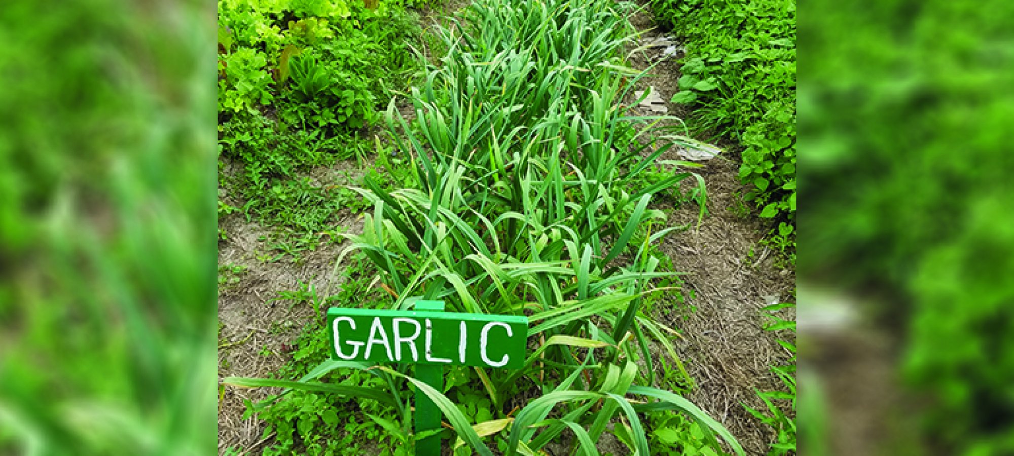 Garlic row