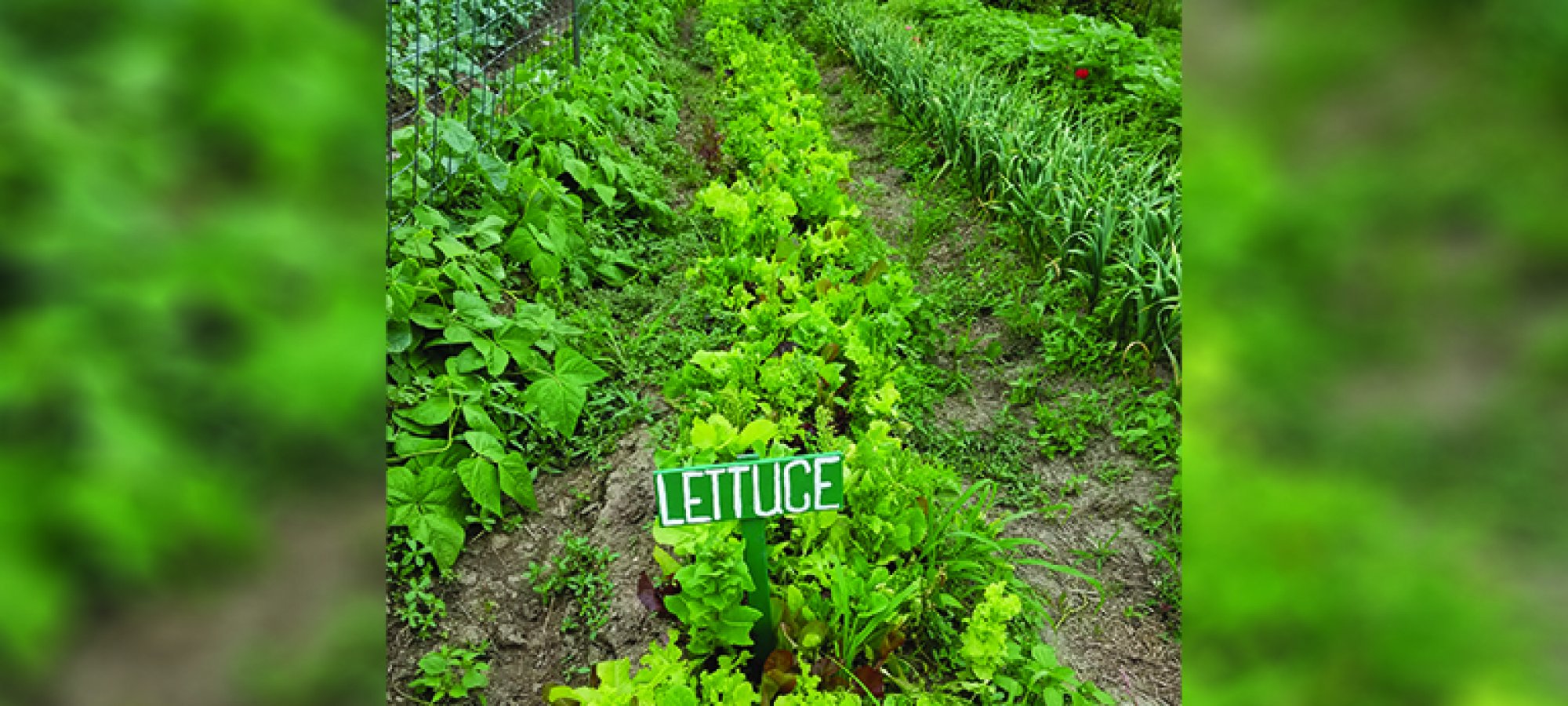 Lettuce row
