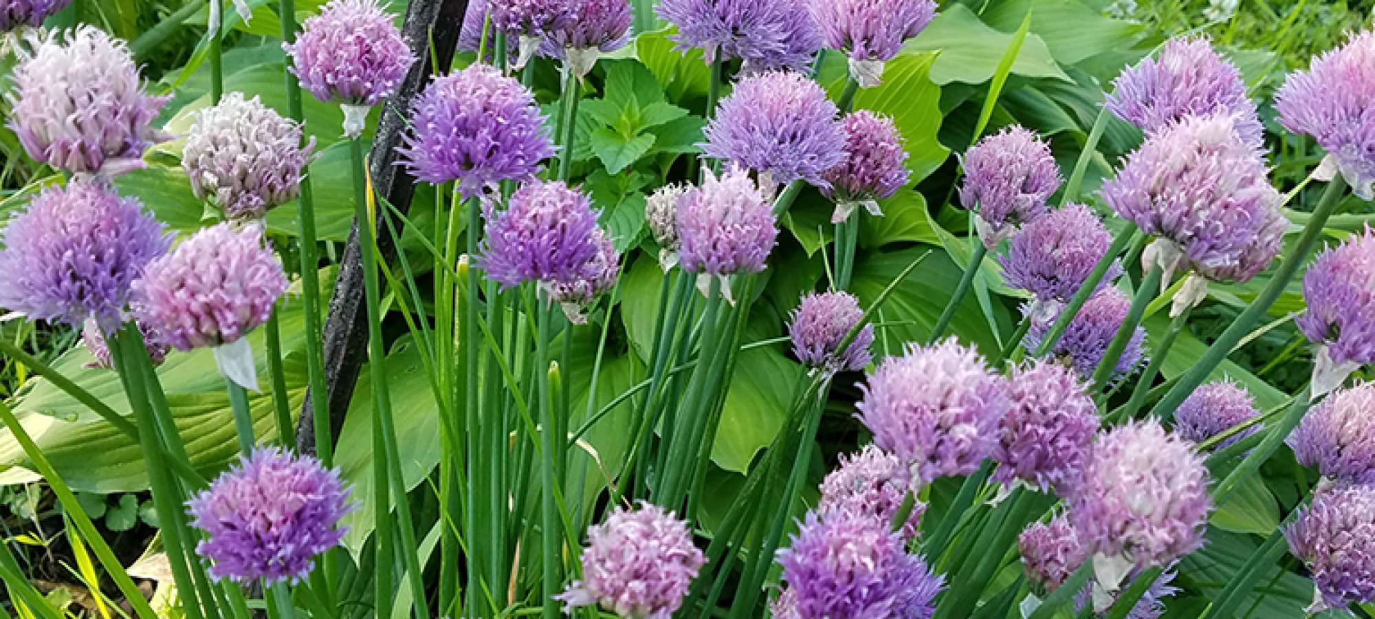 Onion chives