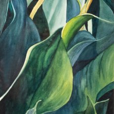 Closeup of Calla Lily | Watercolor | 2003