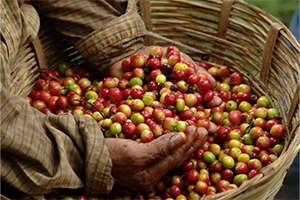Café Justo: coffee with a splash of social justice