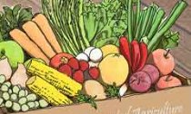 Hearty Root Vegetable Soup and Community Supported Agriculture (CSA)
