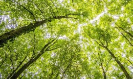 Nature Immersions in Love's Creation (FSC)