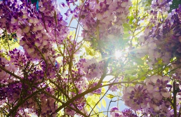 Photograph of purple and white lilacs with green leaves and brown branches backlit with sunshine