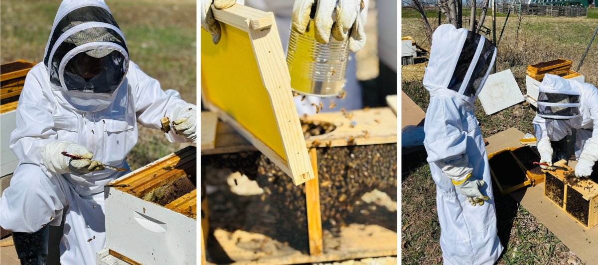 New Honey Bees on FSPA Land