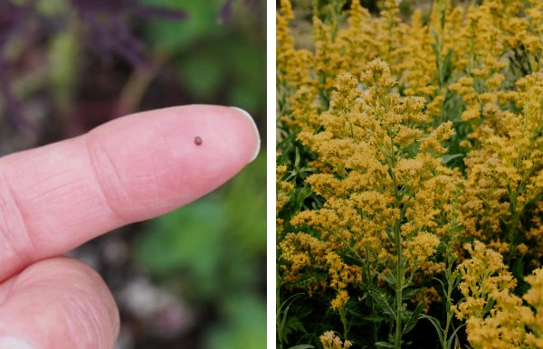 Two photos featuring one of a small mustard seed sitting on a white woman's finger and green flora in the background and another photo of a yellow mustard shrub