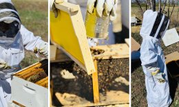 New Honey Bees on FSPA Land