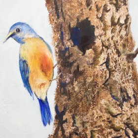 Blue Jay | Oil | Between 1980-2005