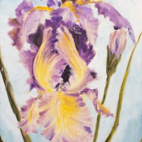 Iris | Oil | Between 1970-2000