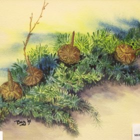 Pine Branches and Acorns | Watercolor | 1991