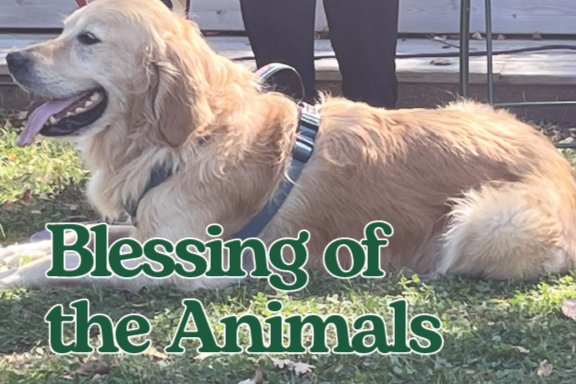 golden retriever dog laying in grass