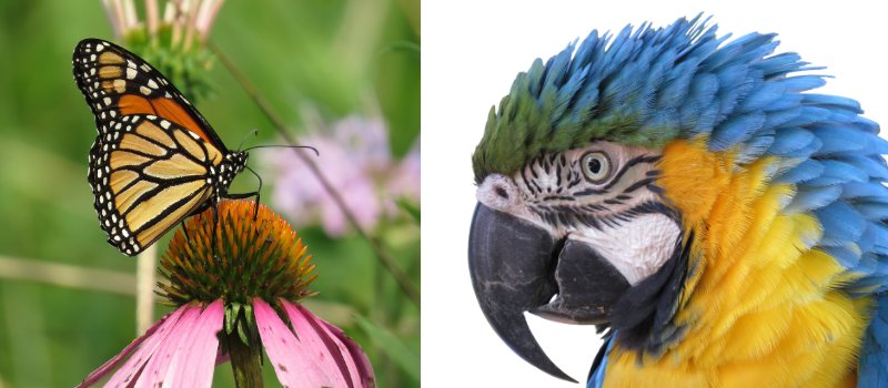Monarch butterfly and colorful parrot 