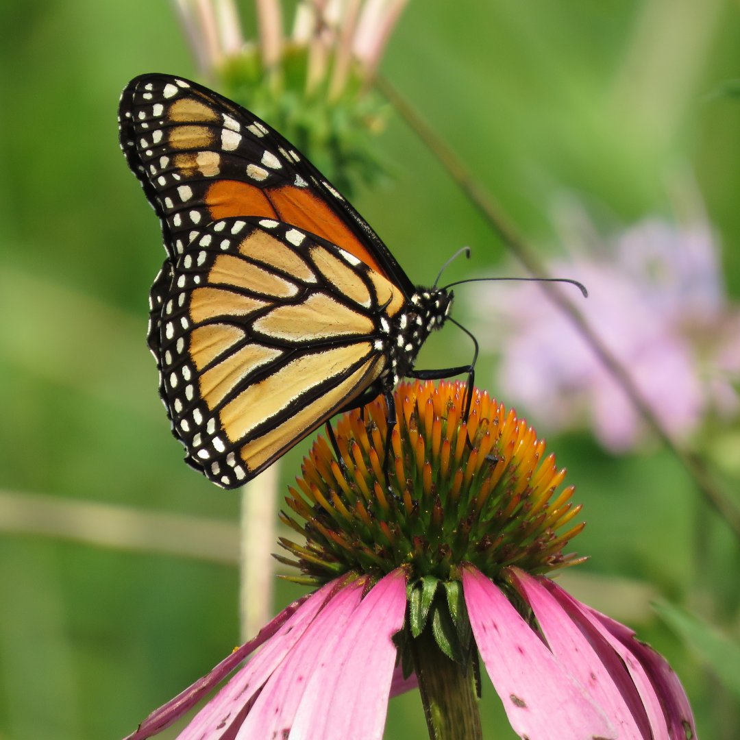 Grasping the ‘creative genius of God’