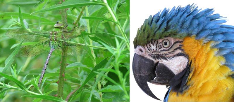 Grasshopper and tropical parot