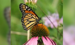 Grasping the ‘creative genius of God’