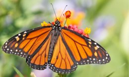 The Power of Silence: July Silent Directed Retreat (Prairiewoods)