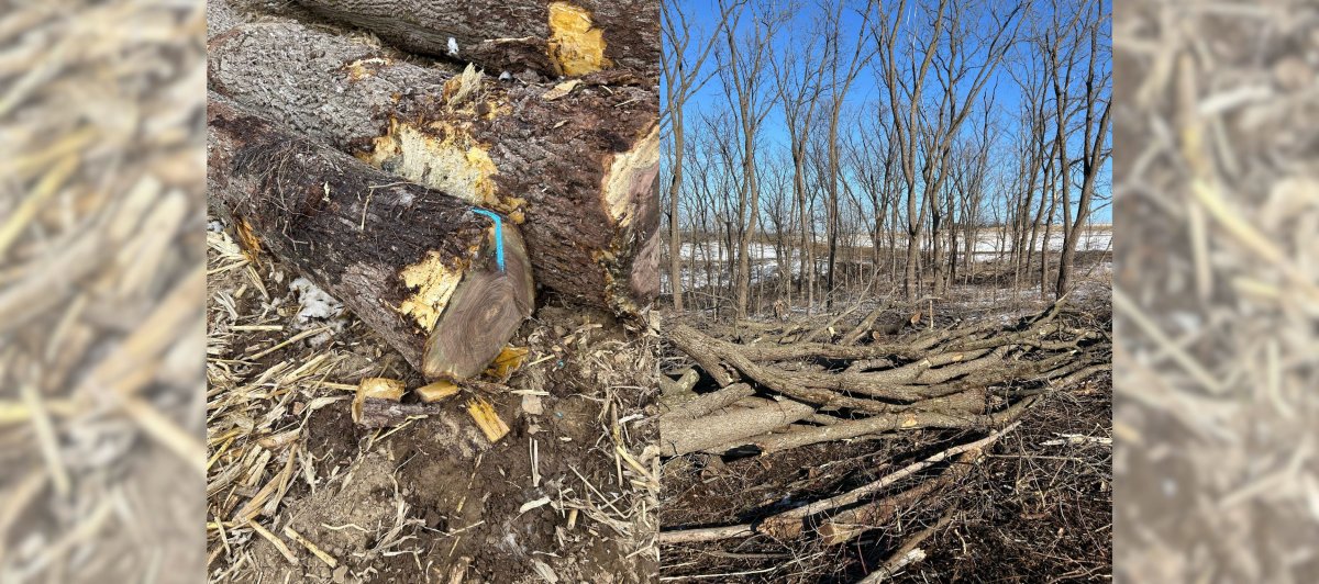 Black Walnut Thinning Harvest on FSPA Land - St. Joseph Ridge (+ free wood available for pickup)