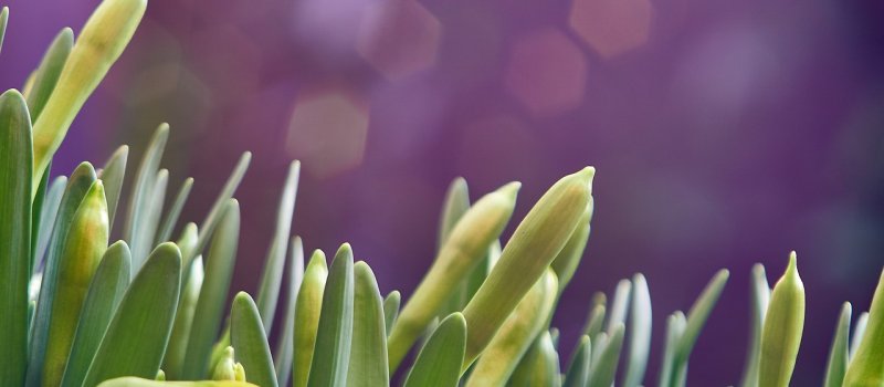 daffodils in the process of blooming
