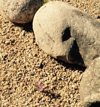 desert-rocks-flowers-by-Sister-Amy Taylor