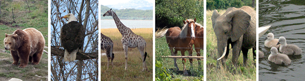 photos collage-bear, eagle, giraffe, horse, elephant, gosslings
