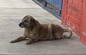 Cochabamba Street Dog