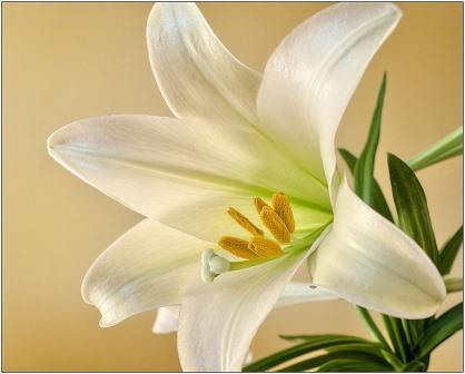 easter-lily
