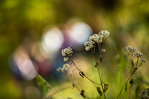 plants at Prairiewoods