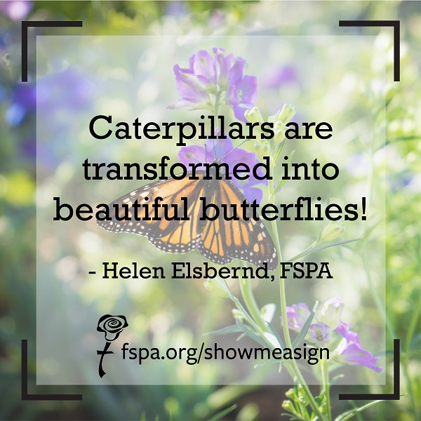 monarch-butterfly-purple-flowers-caterpillars-transformed-beautiful-butterflies-fspa