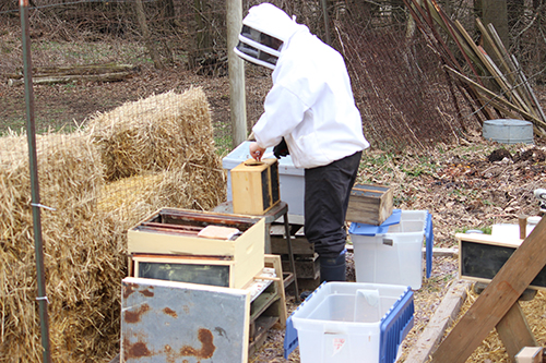 Velma Haag in a bee suit tending to bee farm