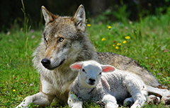 wolf-lamb